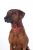 Collier chien Anam Cara BUDDY - Accessoires pour Chiens