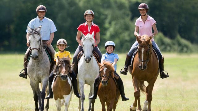 Marques Equipement Equestre & Equitation : Cheval & Cavalier - Le